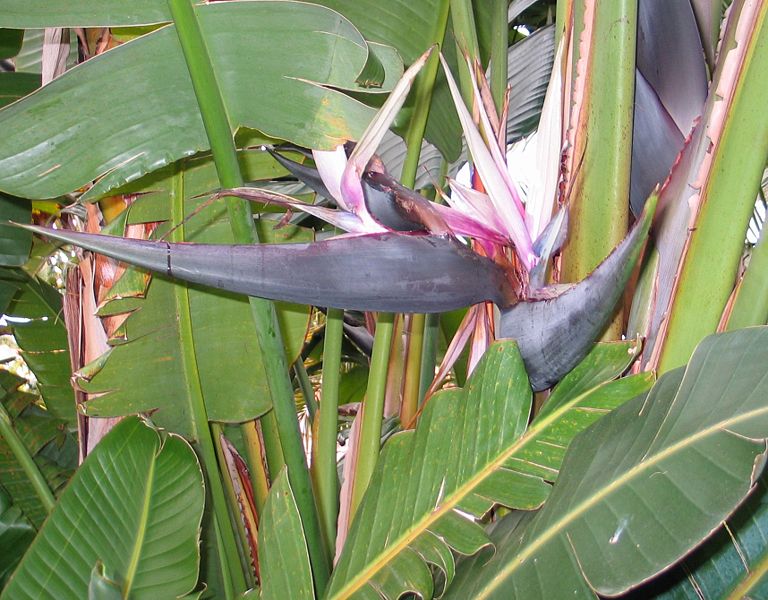Strelitzia nicolai Regel & Koern,Giant White Bird of Paradise,گل مرغ سفید,پرنده بهشتی سفید,موز وحشی
